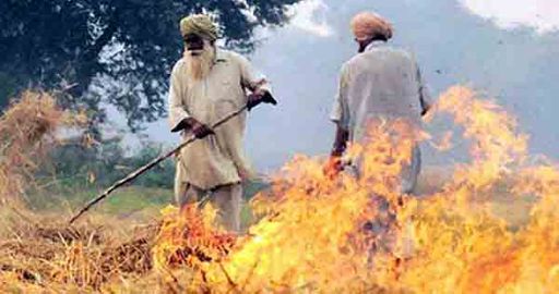 खेतों में पराली लगाने की फाइल फोटो।