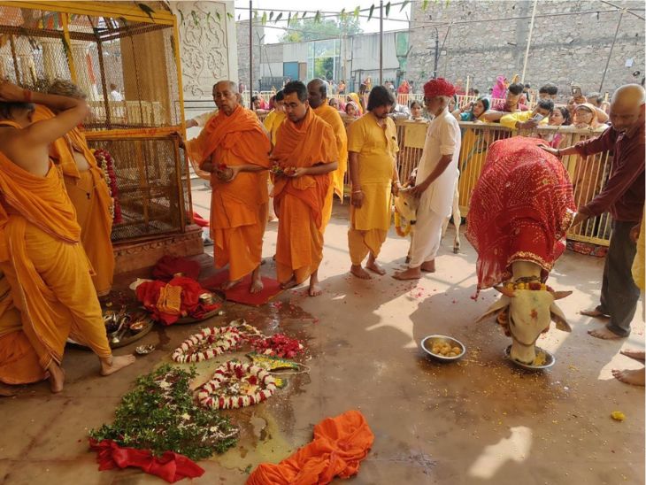 गोविंददेवजी परिसर में मंदिर महंत अंजन कुमार गोस्वामी ने बुधवार को गोवर्धन पूजा की।