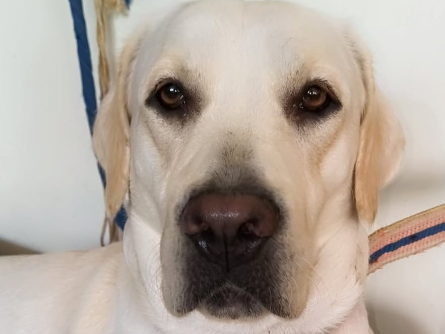 Lost Lab Dogs Pet Labrador dog goes missing in Hapur
