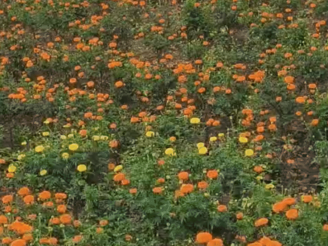 सुनील ने महाराष्ट्र के नंदुरबार में भी तीन एकड़ पर गेंदा लगाया है। इससे चार लाख मुनाफे की उम्मीद है।