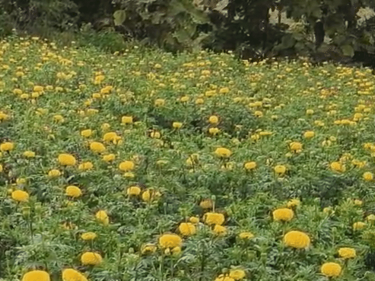 सुनील ने बताया कि गेंदे की फूल की डिमांड 12 महीने रहती है।