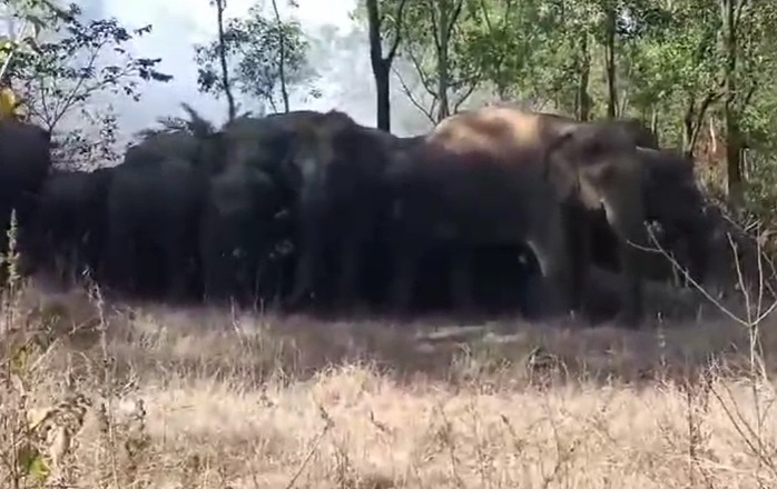 कोडरमा में फिर दिखा 40 हाथियों का झुंड:  जयनगर के गांवों में डर के साये में रहे लोग, चार महीने पहले मचाई थी तबाही – koderma News
