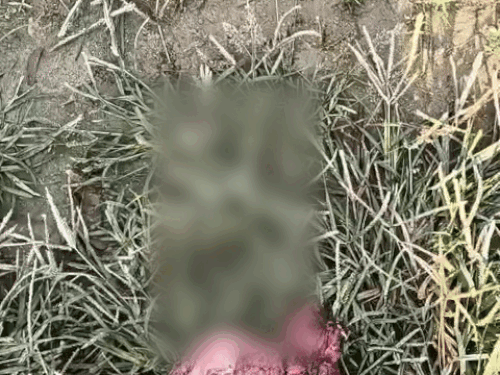 अस्पताल परिसर में पड़ा मिला प्लैसेंटा।