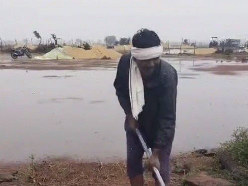 श्योपुर में किसान फसल बचाने के लिए खेतों से पानी निकालते रहे।