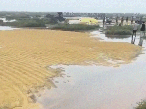 श्योपुर के खेतों में रखा धान पानी में बह गया।