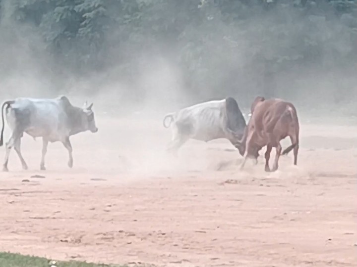 कोरबा में 12 वर्षीय छात्र सांड के हमले से घायल:  निजी अस्पताल में इलाज जारी, आवारा पशुओं पर कार्रवाई की मांग – Korba News
