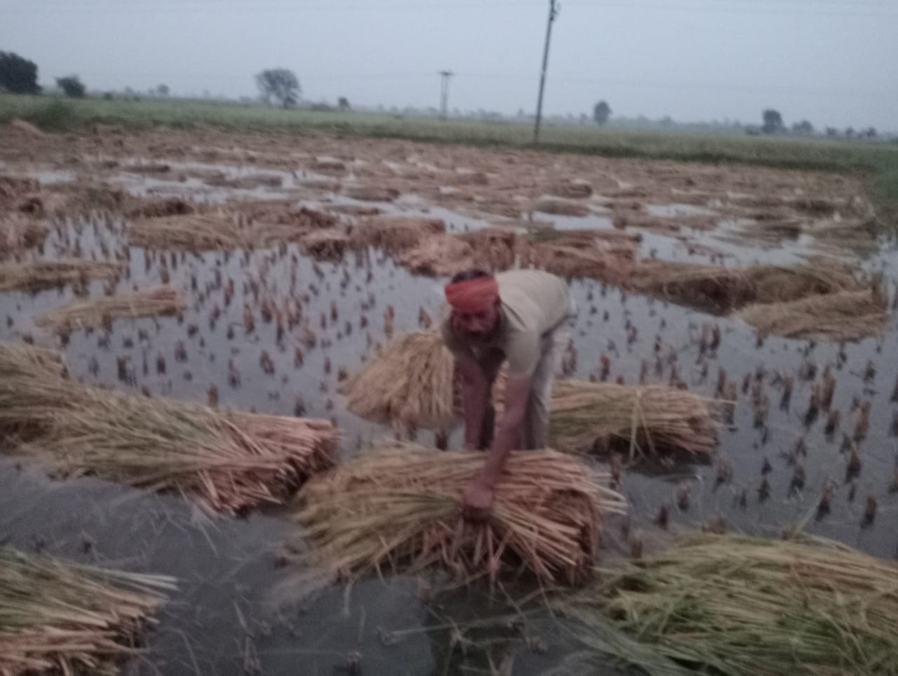 The rain caused standing and harvested crops to rot in the fields. | बारिश  से खेतों में खड़ी और कटी फसलें सड़ीं - Vidisha News | Dainik Bhaskar