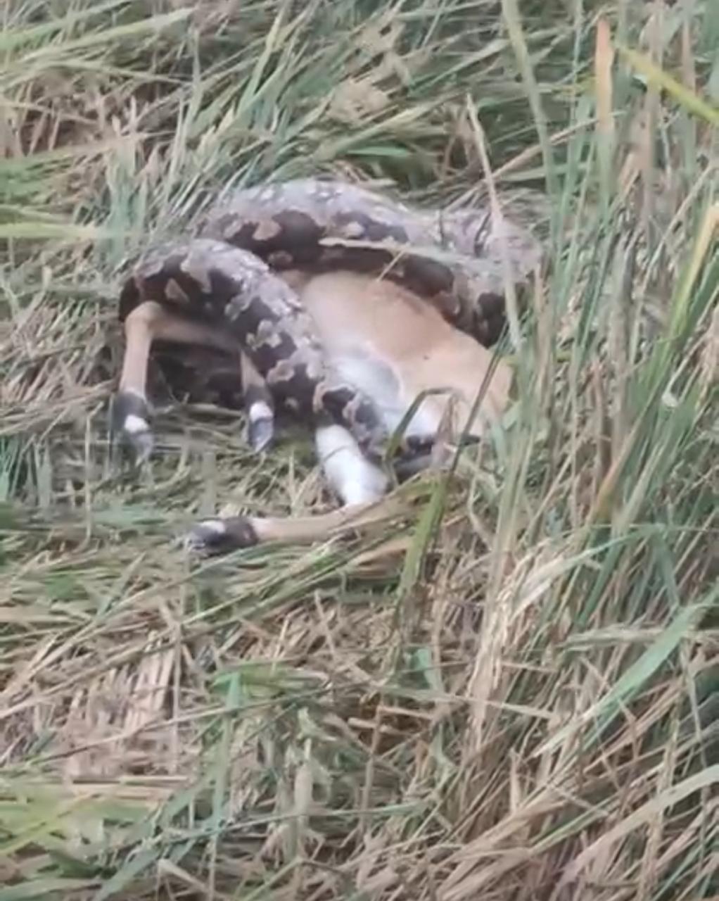 प्रयागराज में अजगर ने नीलगायों को निगला, दहशत:  दो दिनों में दो अजगर खेत में नजर आए, नीलगाय-बकरी को निगल खेत में भागे, वन विभाग ने रेस्क्यू किया – Prayagraj (Allahabad) News