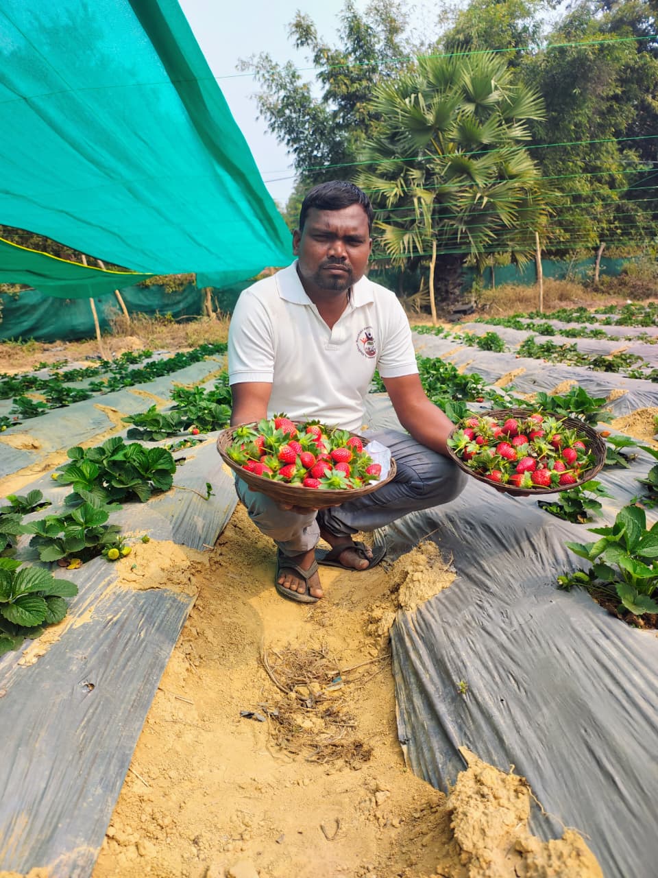 घाटशिला के अमित महतो ने खेती को करियर बनाया:  ट्रेनिंग और तकनीक की बदौलत की तरक्की, शिमला मिर्च, स्ट्रॉबेरी उपजा बने आत्मनिर्भर ‎ – Ghatsila News