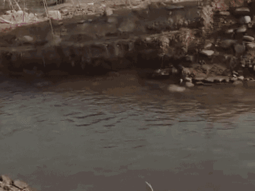 पंचकूला में घग्गर नदी के घाट पर सीएम के कार्यक्रम के लिए बहाव मोड़कर नहर बनाई गई।