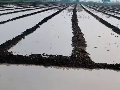 Rain turns fields into ponds in Ujjain - Video