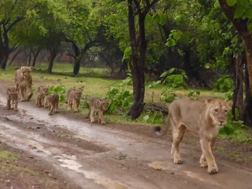 करीब दो-महीने पहले विसावदर में एक साथ दिखा 12 शेरों का परिवार नजर आया था।