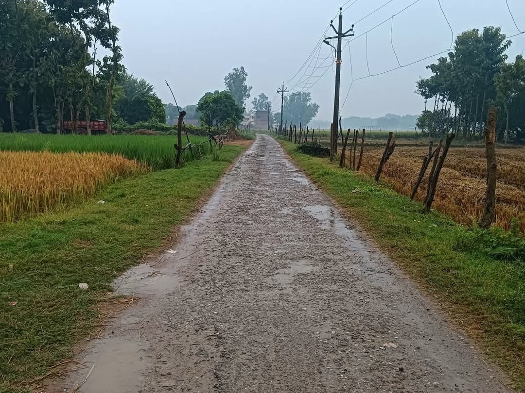 क्षेत्र में चक्रवात मोंथा का प्रभाव। - Dainik Bhaskar