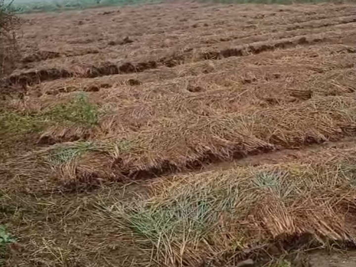 Unseasonal rains damage crops in Etah | एटा में बेमौसम बारिश से फसलें ...