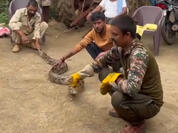 A 12-foot-long python entered a house in Sidhi. | सीधी में 12 फीट लंबा ...