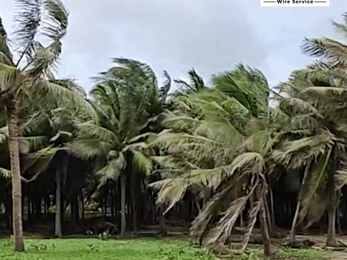 आंध्र प्रदेश के कोनासीमा में 60 kmph से ज्यादा की स्पीड से हवाएं चल रही हैं।