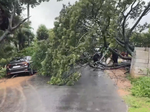 आंध्र प्रदेश के मछलीपट्टनम में तेज हवाओं के चलते पेड़ गिर गया।