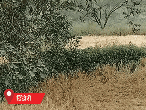 धान की पकी फसल खराब हो गई है।