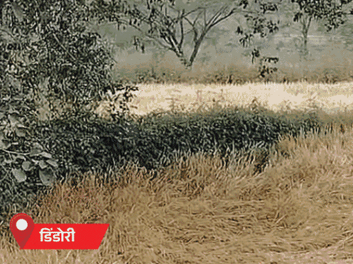 मध्य प्रदेश के कई जिलों में बारिश का दौर जारी है। डिंडोरी के खेतों में फसलें बिछ गईं।
