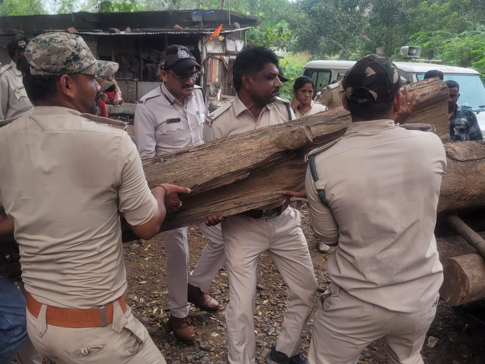 मौके पर एक जगह जमा करके रखे गए वजनी सागौन के लठ्ठे मिले।