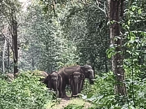 करीब 15 हाथियों का दल जंगल के कच्चे रास्ते में पर खड़े थे। - Dainik Bhaskar