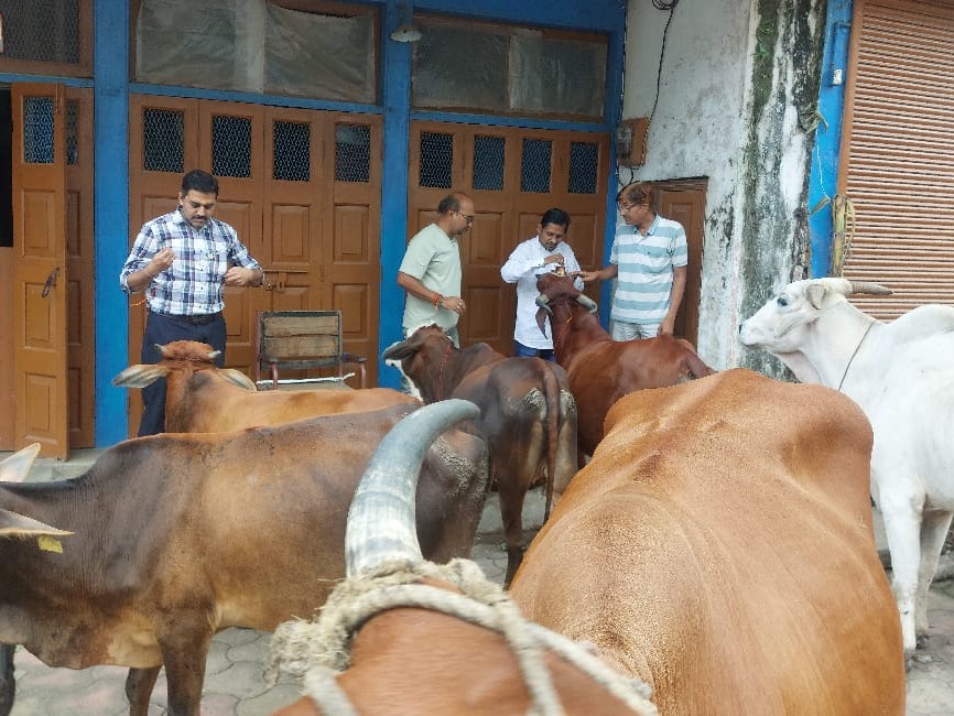 Cow devotees celebrated the grand festival of Gopashtami in Rajnandgaon. | राजनांदगांव में गौ भक्तों ने मनाया गोपाष्टमी महापर्व: बाल रत्न मंच सेवा समिति ने किया गौ माता का पूजन - Rajnandgaon News 2 e31bf42b 6a5f 4172 994b f055b0b37694 1761740208474