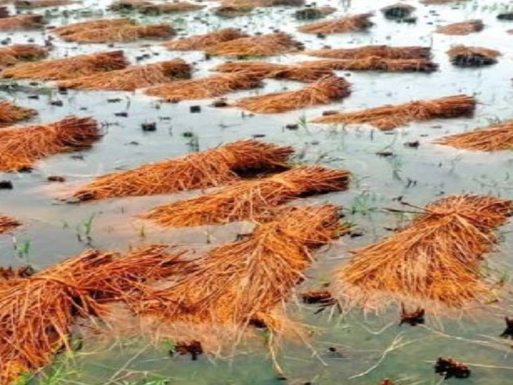 Wasted Rice Drop by drop wasted... rice floating in the fields