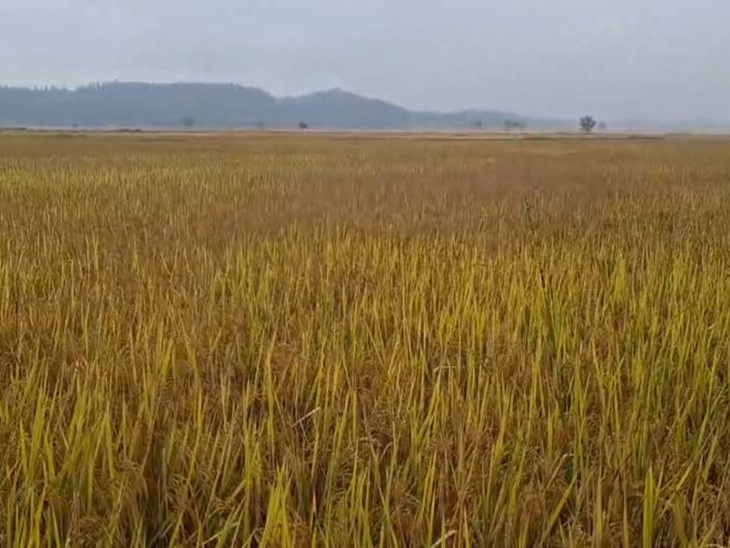 Due to the impact of Montha, rain continued in Surguja for the second day. | मोन्था के असर से सरगुजा में दूसरे दिन भी बारिश: पूरे संभाग में छाए बादल, रुक-रुककर हो रही बारिश, तीन दिनों तक रहेगा असर - Ambikapur (Surguja) News 1 पक कर तैयार धान की फसल को नुकसान की आशंका