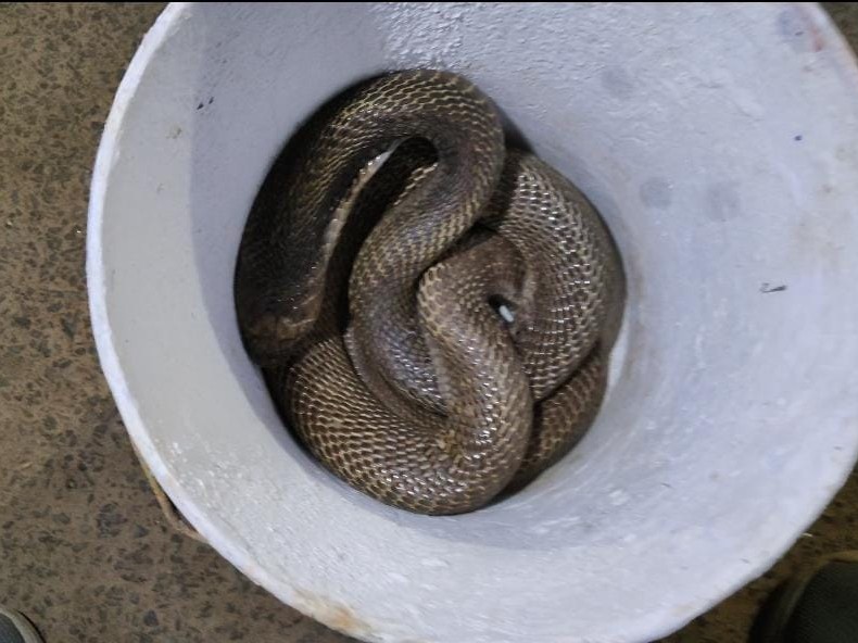 किसी तरह सांप बाल्टी में चला गया, जिससे लोगों ने राहत की सांस ली।