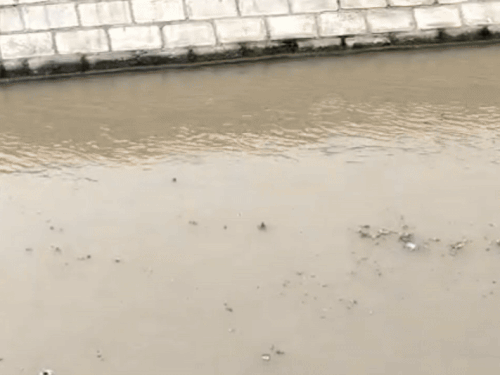 केएसडी नहर में पानी के साथ बहकर आया डोडा पोस्त।