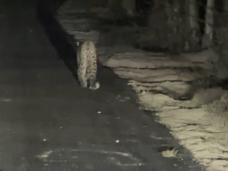 बिजनौर में सड़क पर दिखा गुलदार: VIDEO:  नरैनी जाने वाली मार्ग पर कार के सामने आया, ग्रामीणों में दहशत का माहौल – Shahkarampur Giladi(Nethaur Anku) News