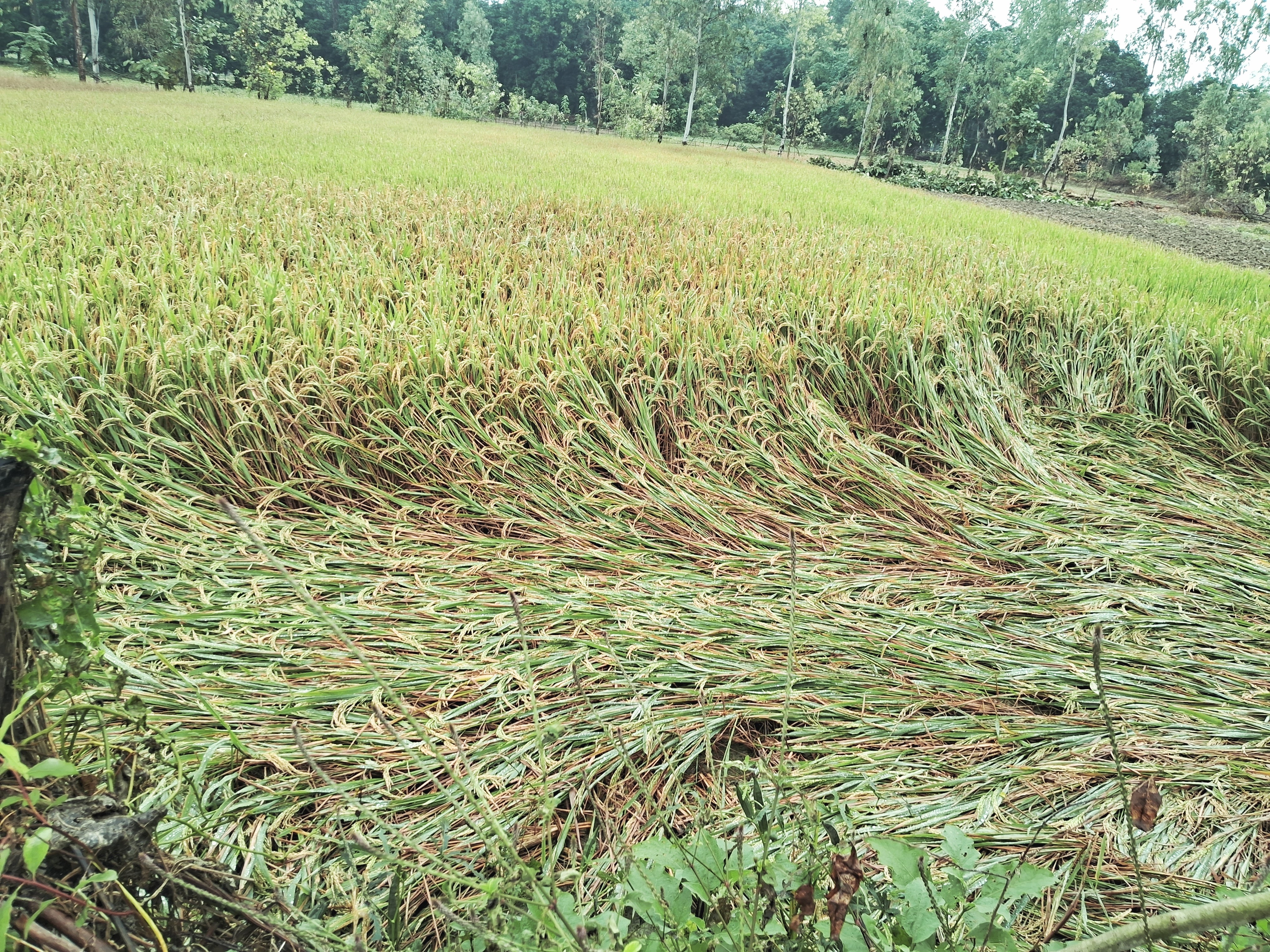 कामसूत्र पिक्चर हिंदी में