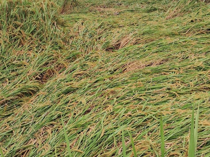 Paddy crop destroyed due to unseasonal rain in Karma block | करमा ब्लॉक ...