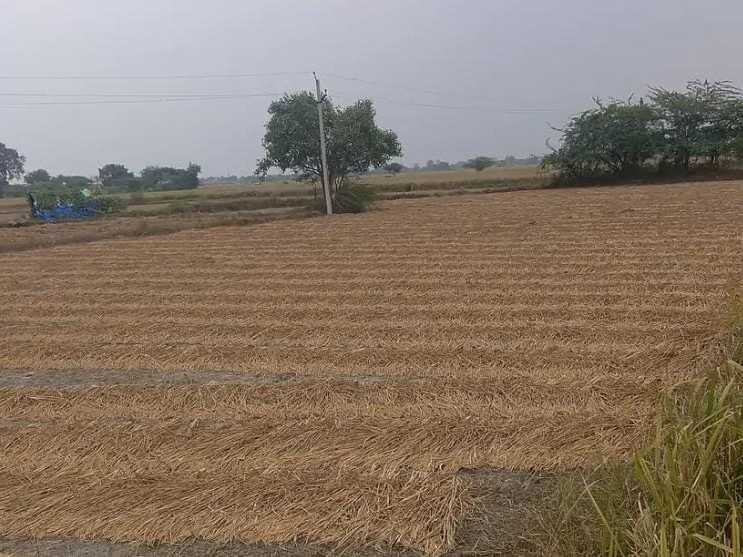 Unseasonal rains in Kanpur affect paddy and potato crops