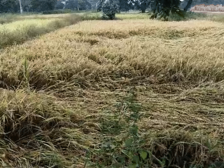 यह बारिश धान की फसल के लिए सबसे अधिक हानिकारक है।