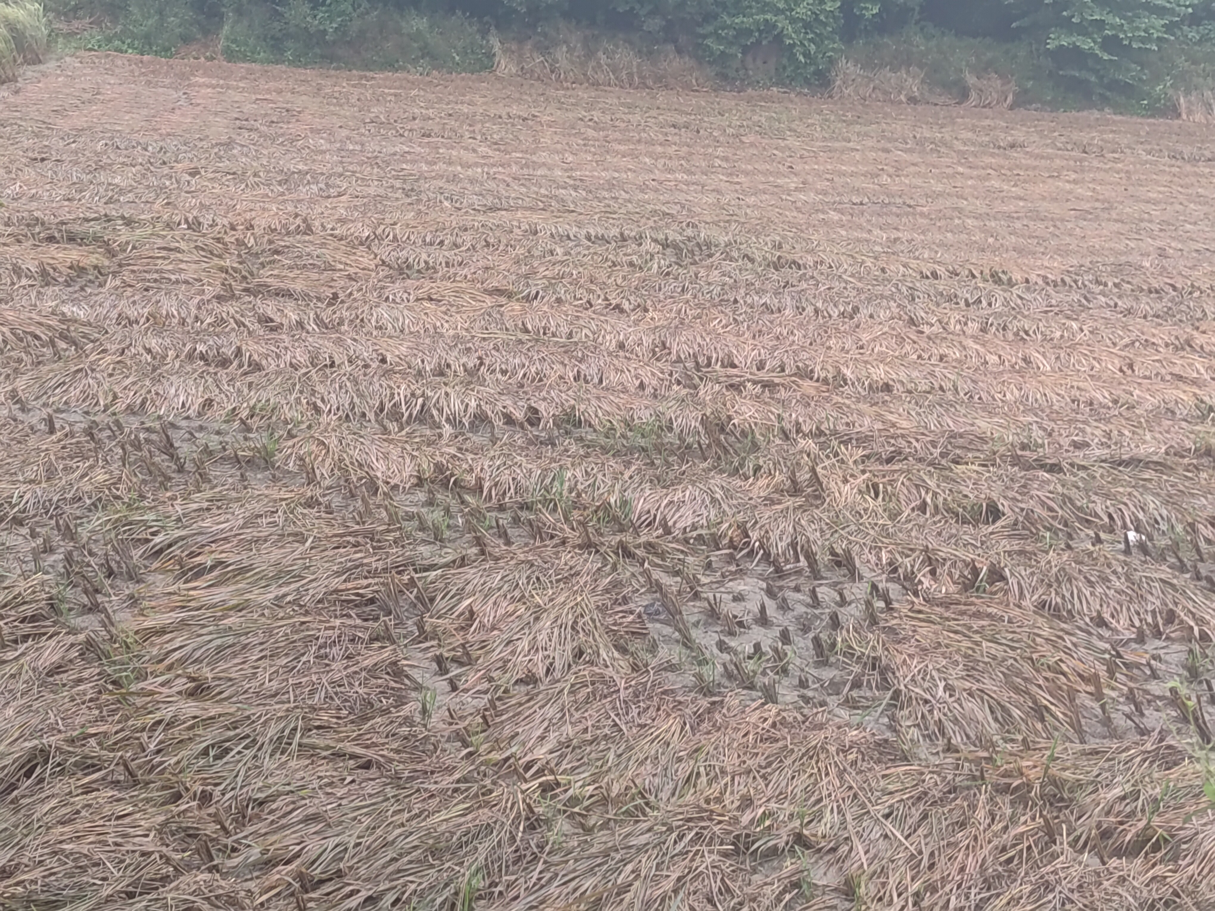 90% of paddy crops were drenched due to unseasonal rains.