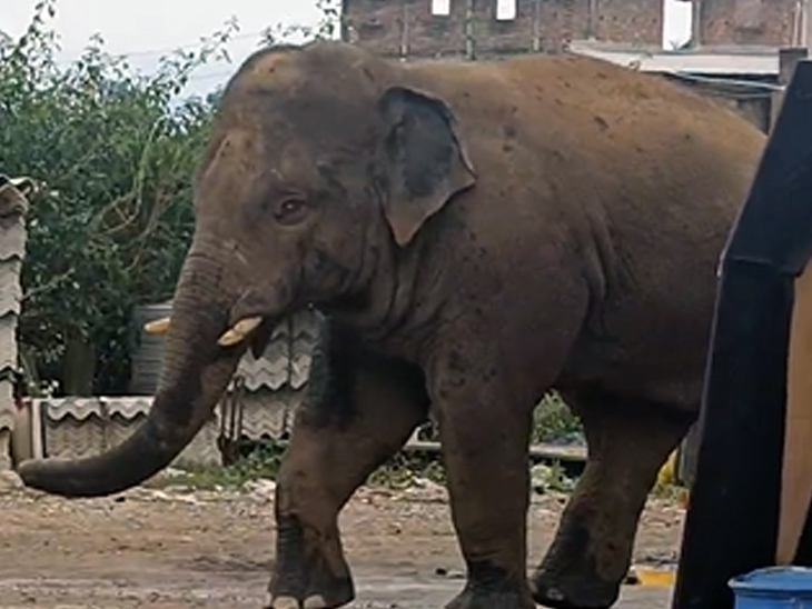 हाथी कई घंटों तक ट्रक के आसपास चहलकदमी करता रहा और फिर महुआडांड़ मुख्य शहर में प्रवेश कर गया।
