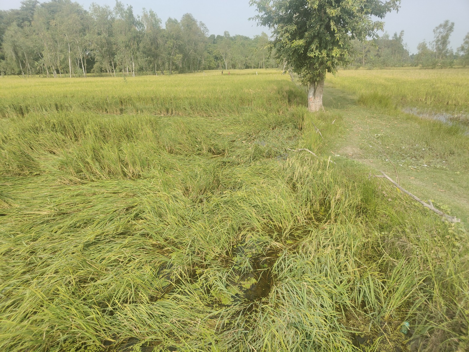 बाराबंकी में तेज हवा में खेतों में लहलहाती धन की फसल गिर गई। बारिश में भीगने से ये खराब हो सकती है।