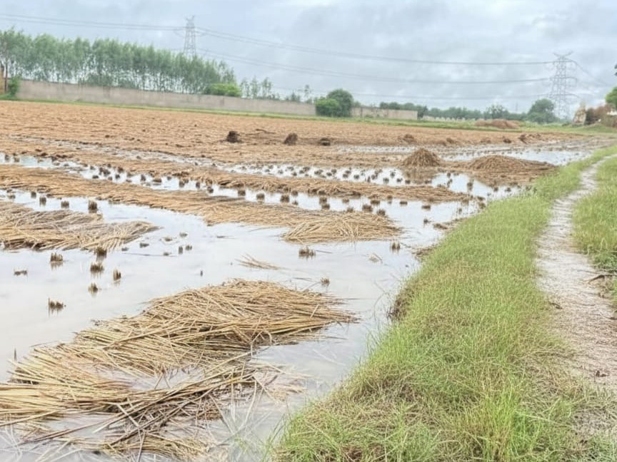 Paddy crop destroyed due to unseasonal rain | बेमौसम बारिश से धान की ...