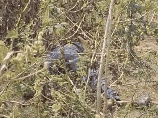 नंदा राम मेघवाल का शव खेतों में पड़ा मिला।