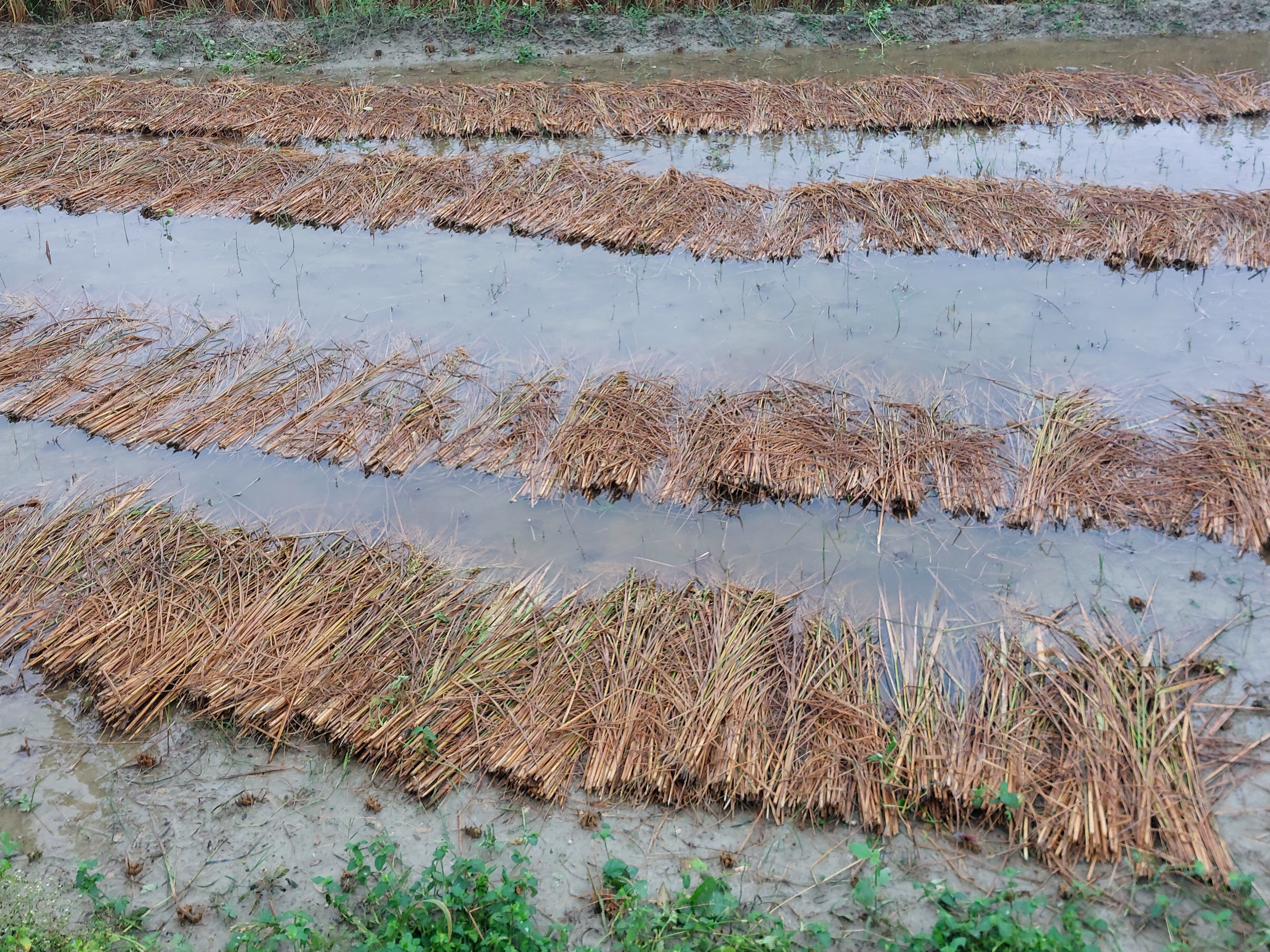 Paddy crop destroyed due to unseasonal rain | बेमौसम बारिश से धान की ...