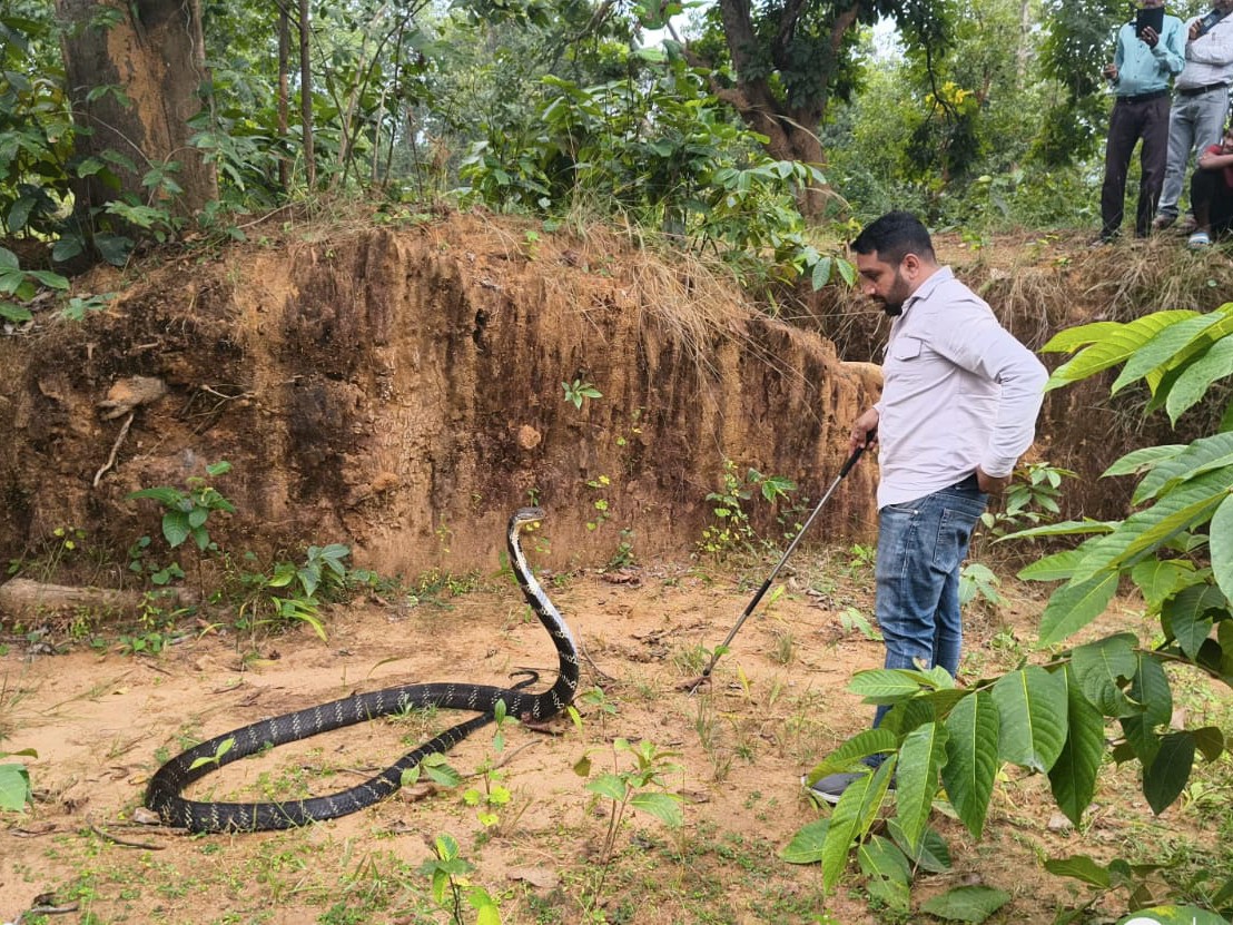 कोरबा जिले में सबसे ज्यादा किंग कोबरा पाया जाता है।