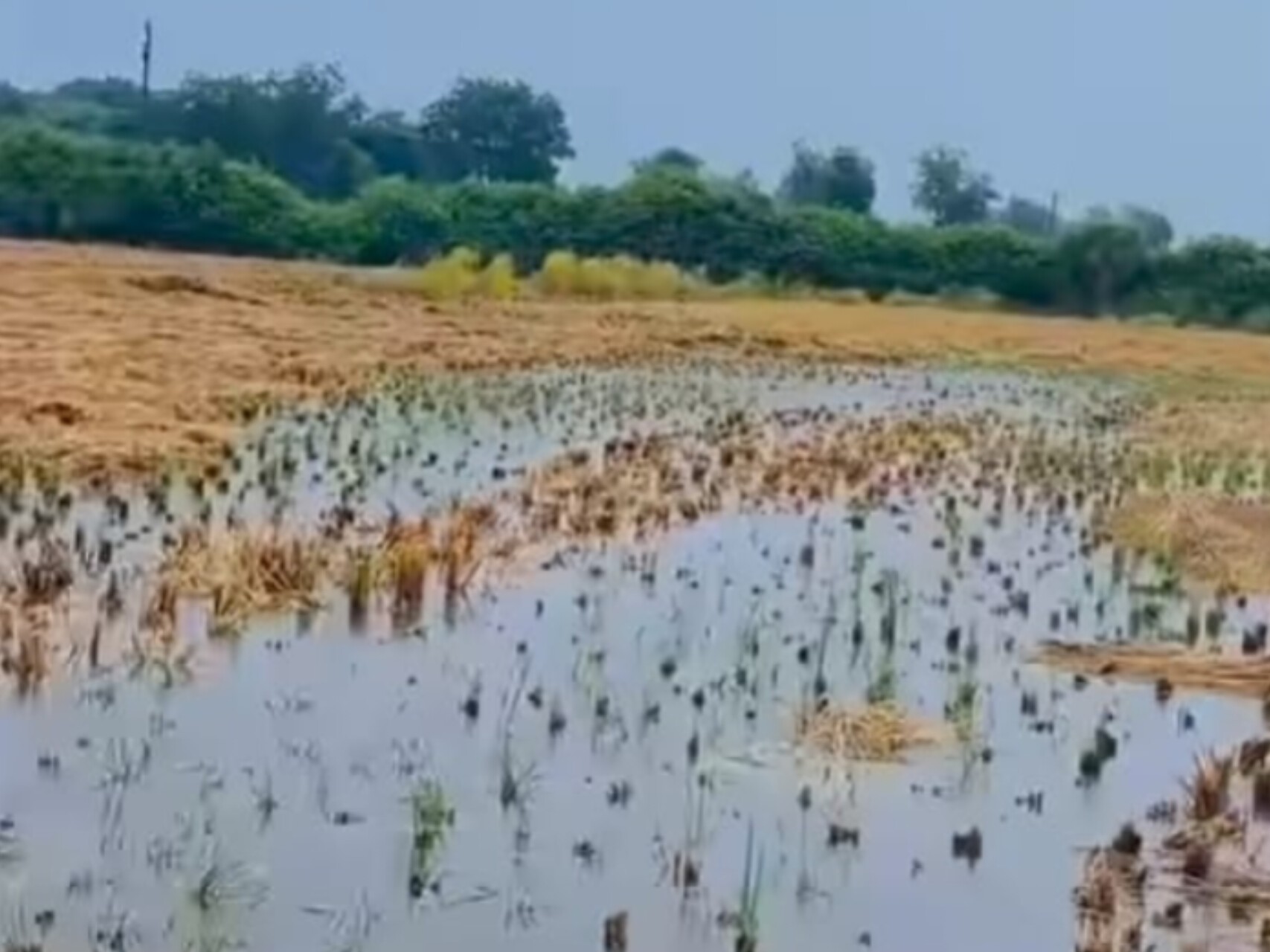 Unseasonal rains inundate crops in Belthara Road | बेल्थरा रोड में ...