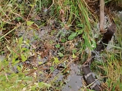 किंग कोबरा ने किया छोटे सांप का शिकार।