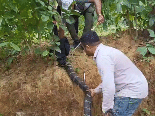 डेढ़ घंटे चले रेस्क्यू के बाद सांप हाथ में आया।