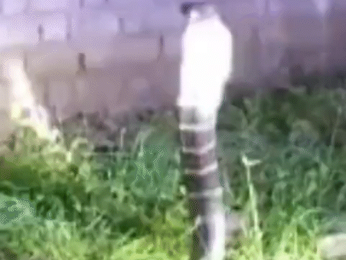 मदनपुर गांव में निकला था 15 फीट लंबा किंग कोबरा।