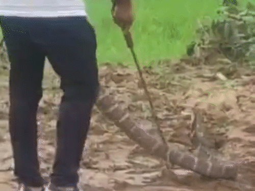 21 जून को निकला था किंग कोबरा।