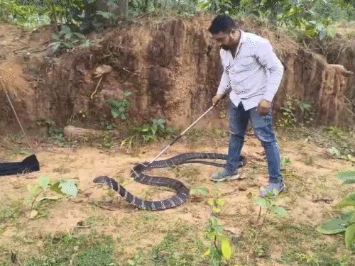 स्नैक कैचर जितेंद्र सारथी ने किया रेस्क्यू।