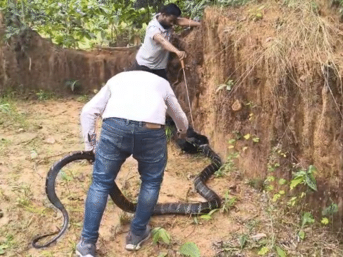 किंग कोबरा ने फुफकार कर अपना आक्रामक रूप भी दिखाया।