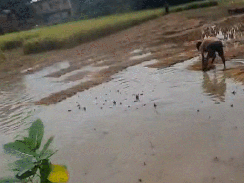 यूपी- बलिया में खेतों में पानी भर गया। इससे धान की फसल डूब गई।